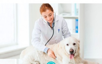 Acadêmicos de Medicina Veterinária podem realizar intercâmbio na Espanha